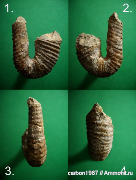 аммониты, мел, гетероморфные аммониты, Ammonites, Hamites attenuatus, Cretaceous, heteromorph ammonites