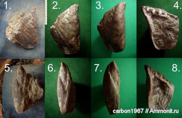 мел, двустворчатые моллюски, препарирование, Cretaceous