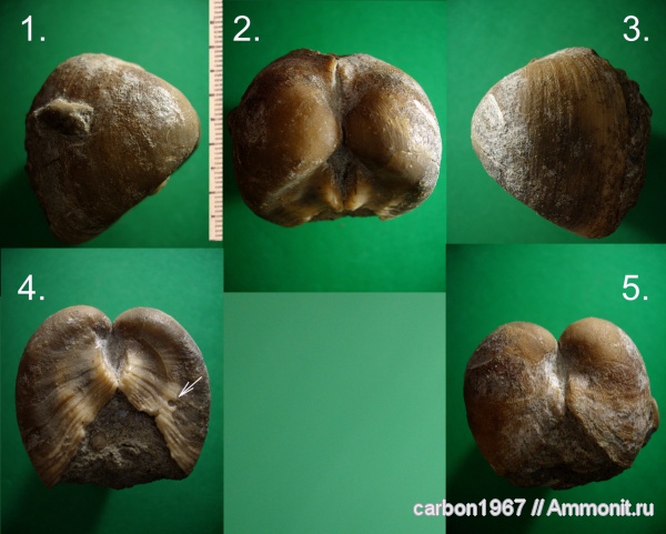 мел, двустворчатые моллюски, Cucullaea, Cretaceous