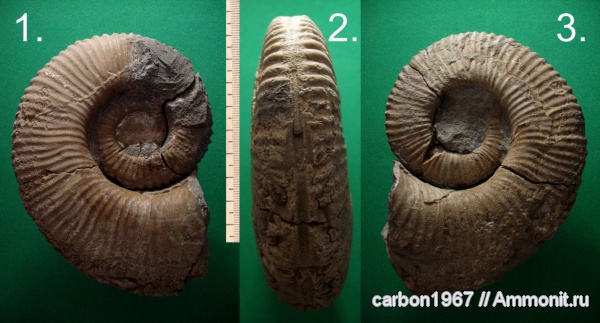 аммониты, мел, гетероморфные аммониты, Ammonitoceras, Ammonites, Cretaceous, heteromorph ammonites