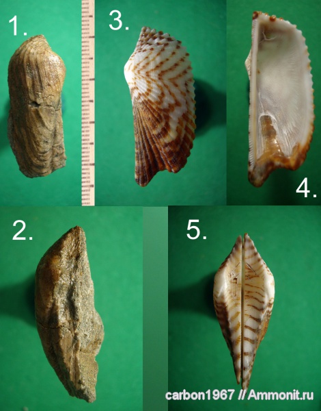 мел, двустворчатые моллюски, Arca carteroniana, Cretaceous