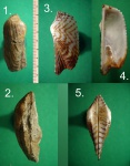 Сравнение меловой Arca carteroniana  и современного моллюска.