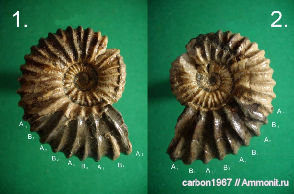 аммониты, мел, Ammonites, Cretaceous