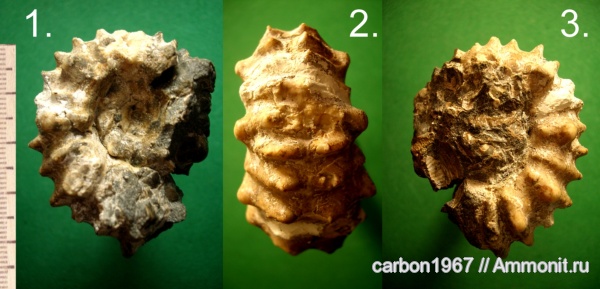 аммониты, мел, Douvilleiceras, Ammonites, Cretaceous