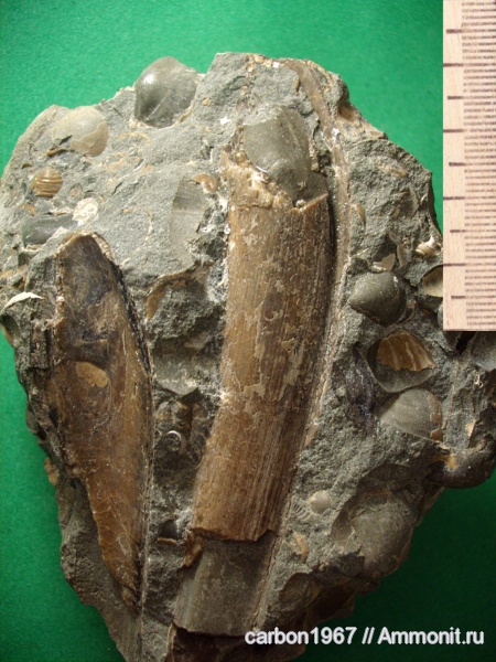 мел, двустворчатые моллюски, Gervillia forbesiana, Cretaceous