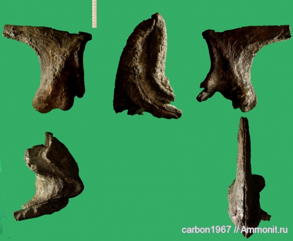 мел, двустворчатые моллюски, Cretaceous