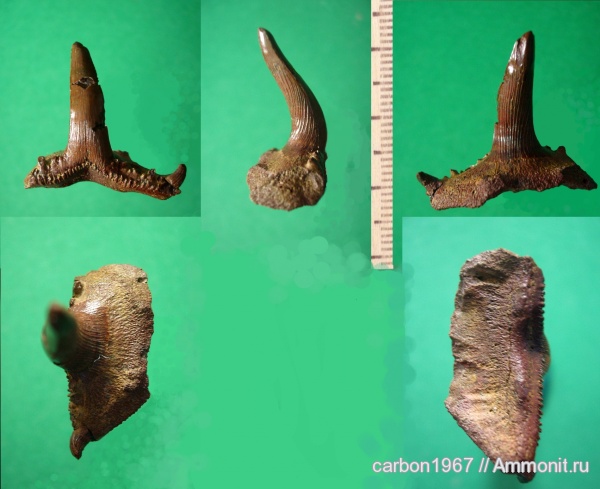 карбон, рыбы, Saivodus striatus, fish