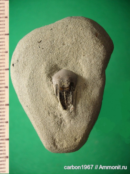 карбон, рыбы, Petalorhynchus, Petalorhyrchus, fish