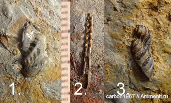 карбон, рыбы, Poecilodus, fish