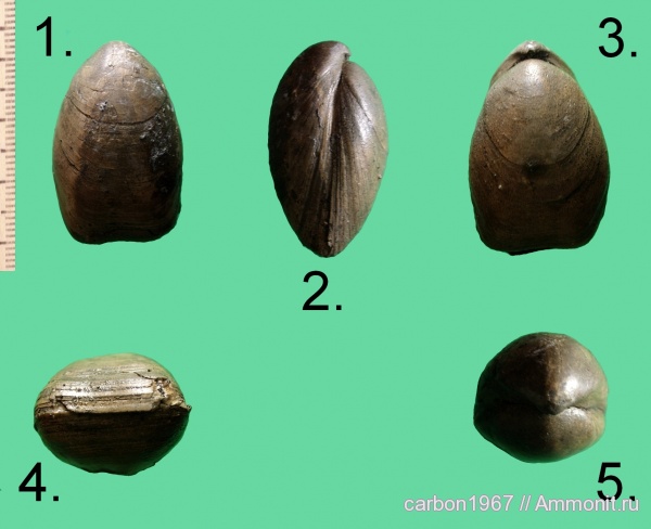 брахиоподы, юра, Russiella truncata, Jurassic