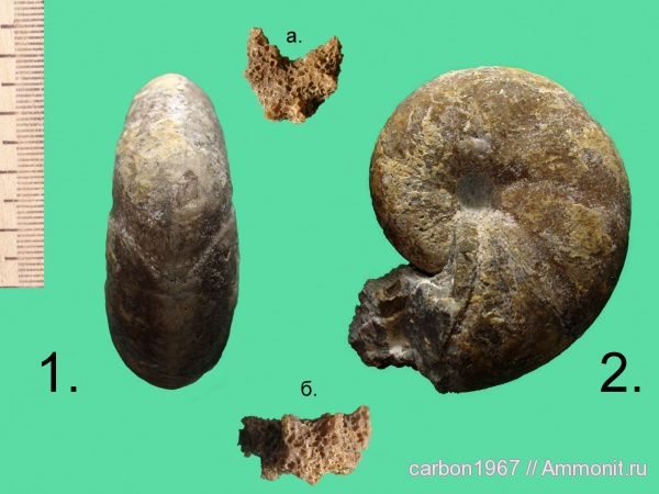 аммониты, мел, Ammonites, Cretaceous