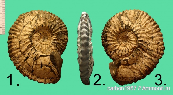 аммониты, мел, Ammonites, Cretaceous