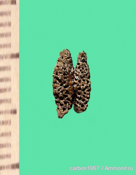 карбон, растения, лепидофиты