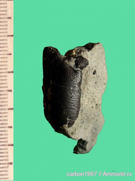 мел, членистоногие, раки, Hoploparia, Cretaceous