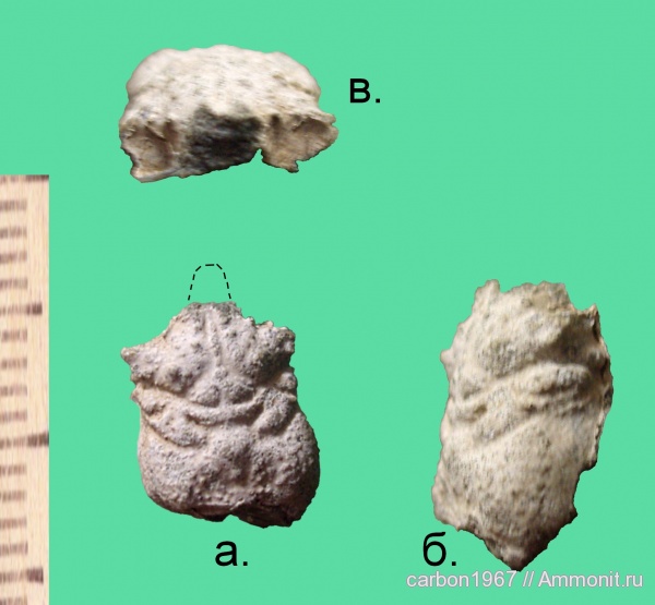 мел, членистоногие, раки, крабы, Cretaceous, Longodromitidae, Levashidromites cornutus, Levashidromites