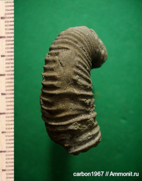 аммониты, мел, гетероморфные аммониты, Ammonites, Acrioceras furcatum, Cretaceous, heteromorph ammonites
