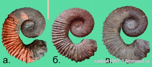 аммониты, мел, Ancyloceras, Ammonites, Ancyloceras hillsi, Cretaceous