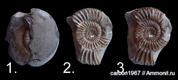 аммониты, юра, Parkinsonia, Ammonites, Jurassic