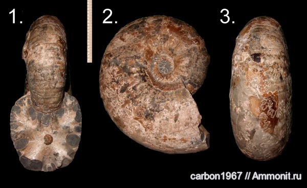 аммониты, мел, Ammonites, Parahoplites, Cretaceous
