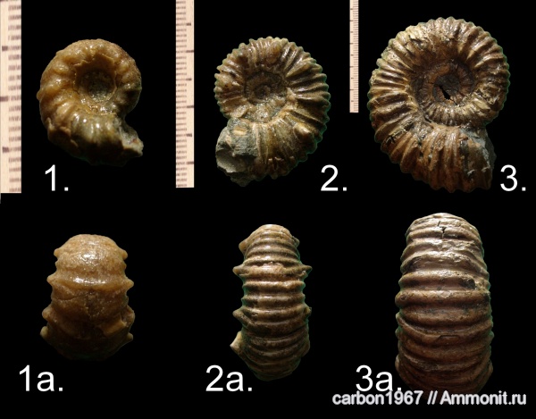 аммониты, мел, Epicheloniceras, Ammonites, Cretaceous