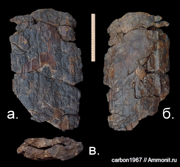 карбон, растения