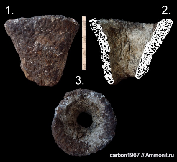 мел, губки, Microblastium, Cretaceous