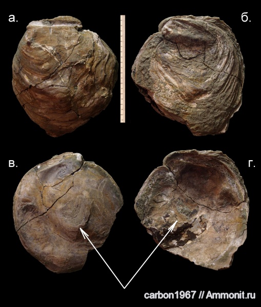 мел, двустворчатые моллюски, Cretaceous