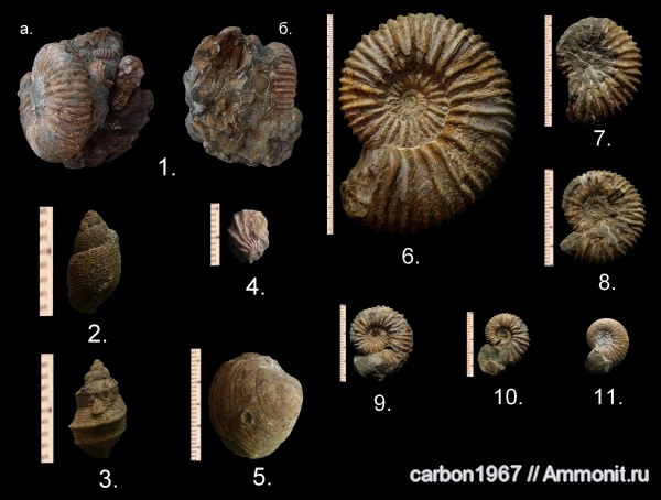 аммониты, мел, двустворчатые моллюски, Ammonites, Cretaceous
