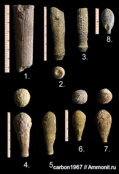 морские ежи, мел, Cretaceous