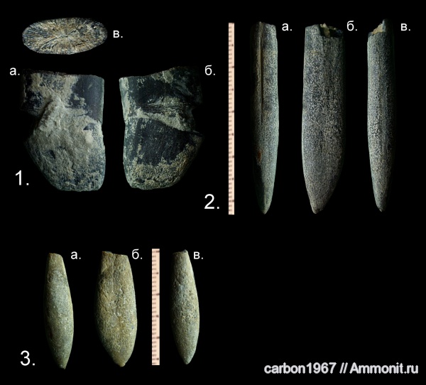 белемниты, мел, Duvalia, Cretaceous, belemnites