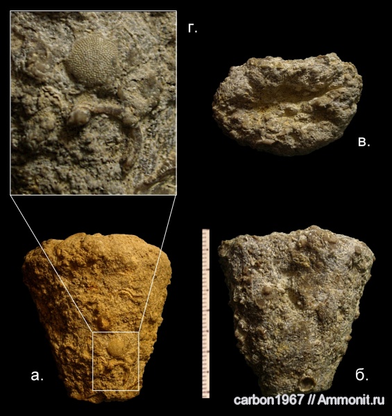 мел, губки, Cretaceous