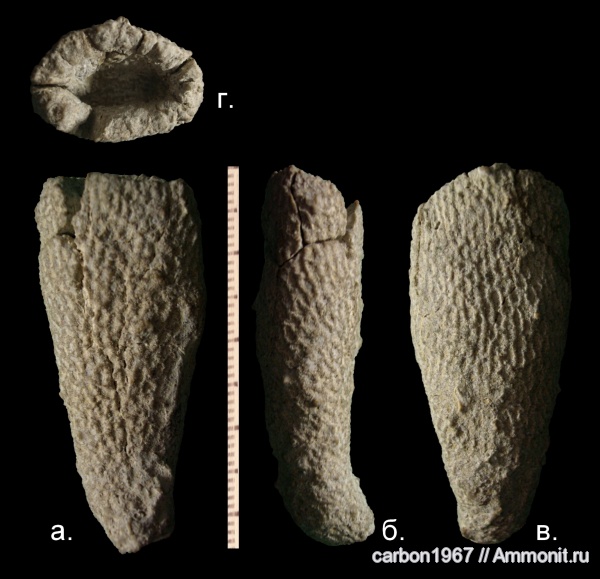 мел, губки, Craticularia, Cretaceous