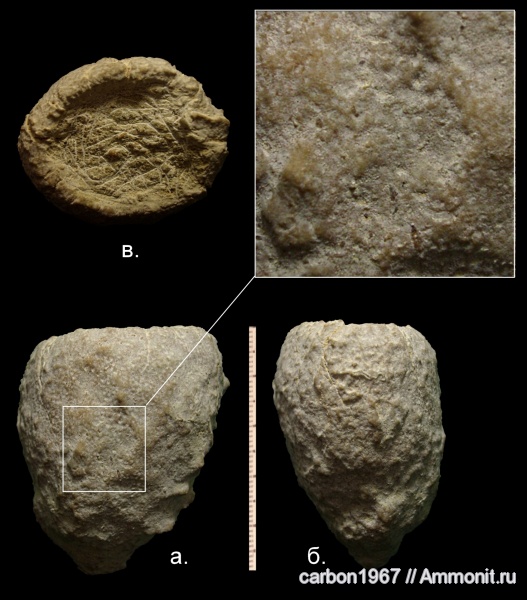 мел, губки, Cretaceous