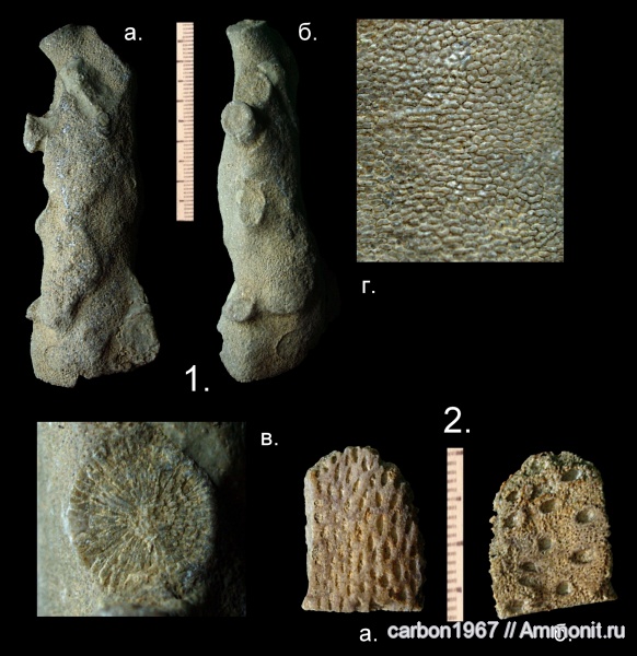 мел, мшанки, губки, Cretaceous