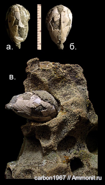 мел, двустворчатые моллюски, Cretaceous