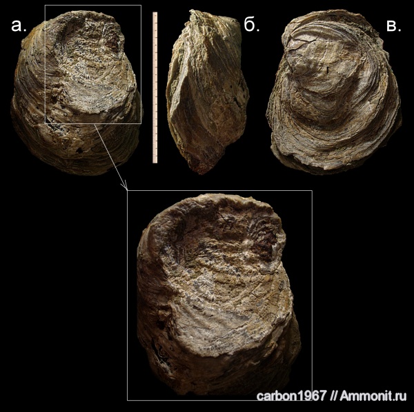 мел, двустворчатые моллюски, Cretaceous