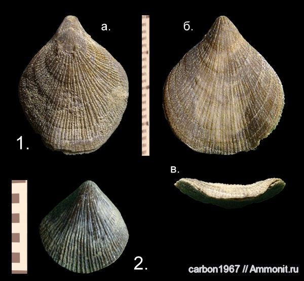 брахиоподы, мел, Terebratulida, Symphythyris, Cretaceous
