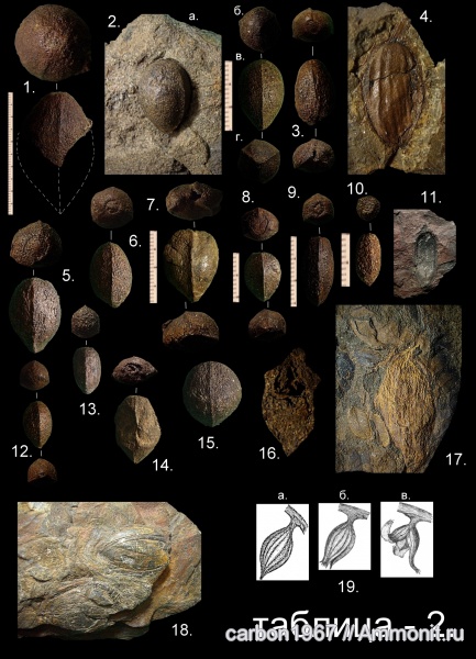 карбон, растения, голосеменные, птеридоспермы