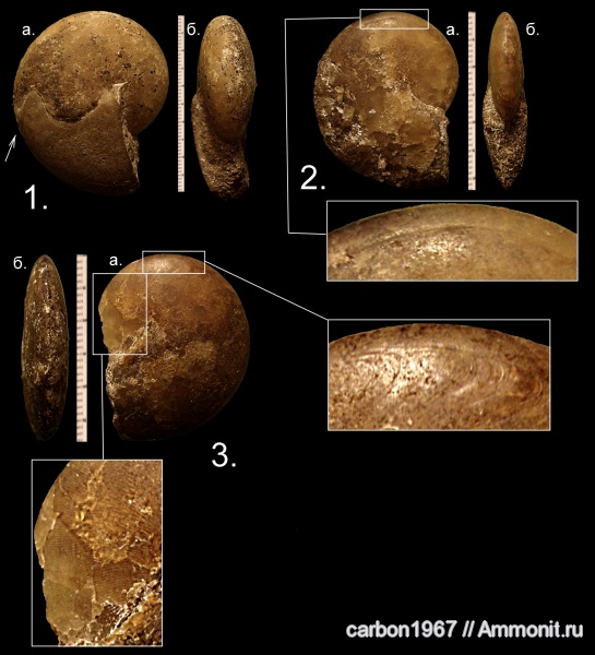 аммониты, девон, головоногие моллюски, Devonian, Ammonites, Tornoceras, Tornoceras typum
