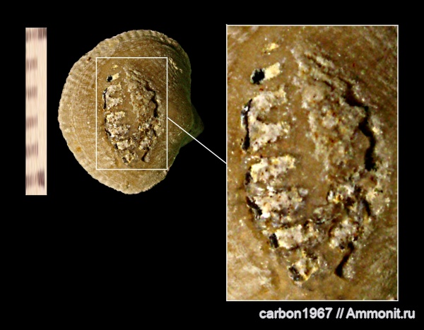 брахиоподы, девон, ихнофоссилии