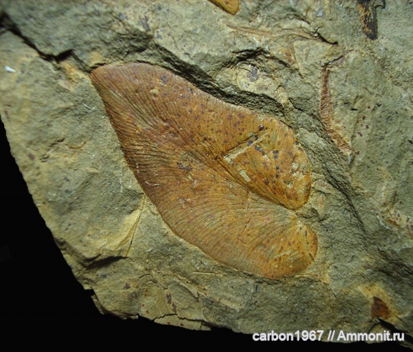 карбон, растения