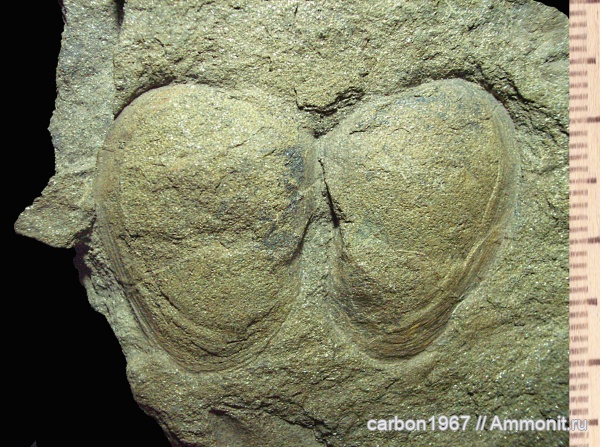 моллюски, карбон