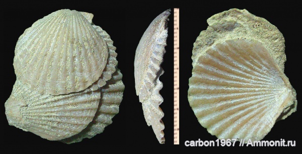 мел, гребешки, Pecten, бивальвии