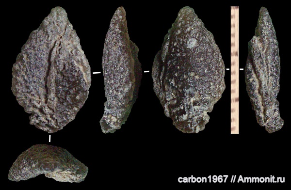 мел, палеоген, рыбы, отолиты