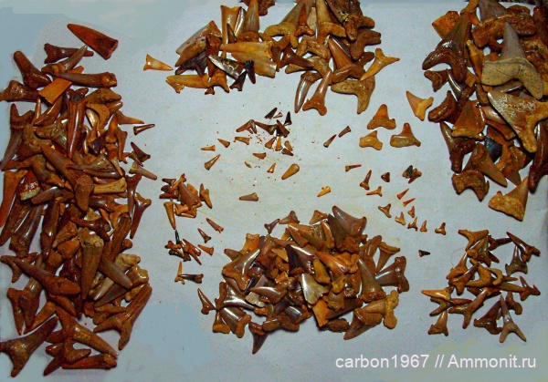 рыбы, акулы, Otodus, Striatolamia sp. (Agassiz