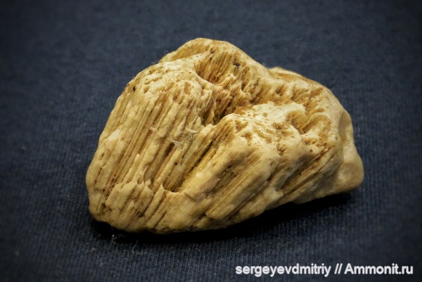 Россия, палеозой, хететес, Chaetetes, ?, Московская область, Chaetetidae