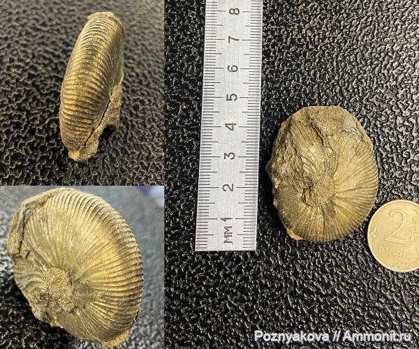 аммониты