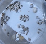 Плиоценовое ассорти