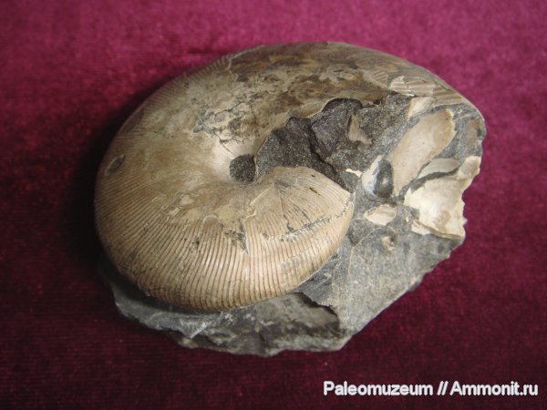 аммониты, Euphylloceras, Ammonites, Phylloceratidae