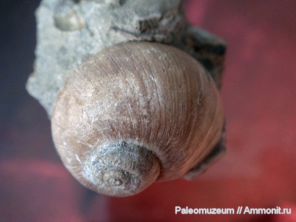 мел, Natica dupini, Cretaceous